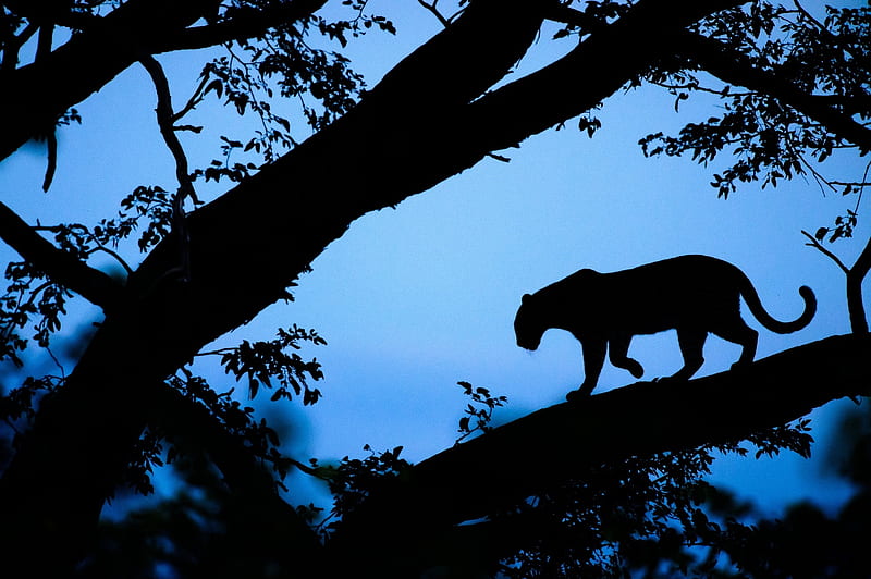 Panther, tree, black, silhouette, branch, animal, blue, HD wallpaper