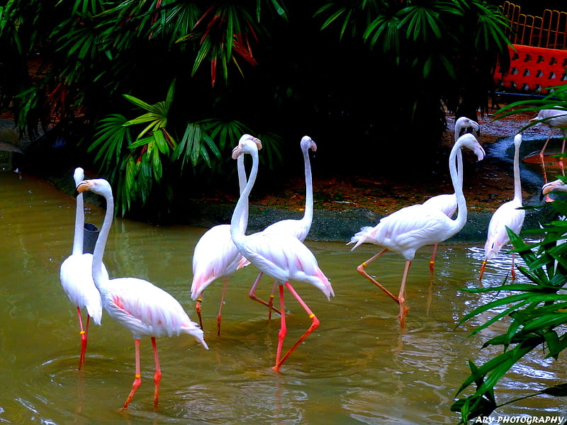 Birds, bird, long-legged, long-necked, wading birds, HD wallpaper