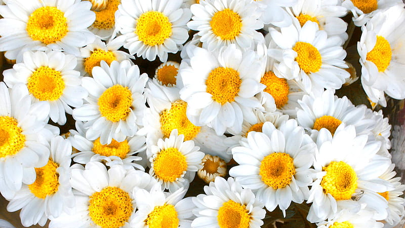 Daisy Yellow White Petaled Flowers Spring, HD wallpaper
