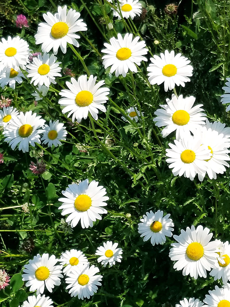 Sweet Daisys, field, flowers, HD phone wallpaper | Peakpx