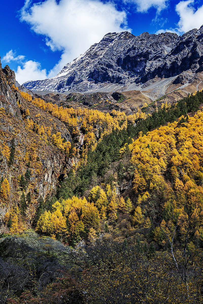 Sichuan, mountains, fall, nature, trees, HD phone wallpaper