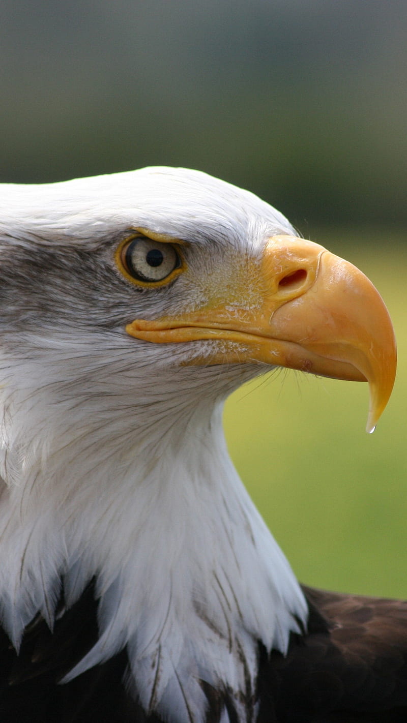 Eagle Beak , predator, bird, nature, animal, wild, HD phone wallpaper