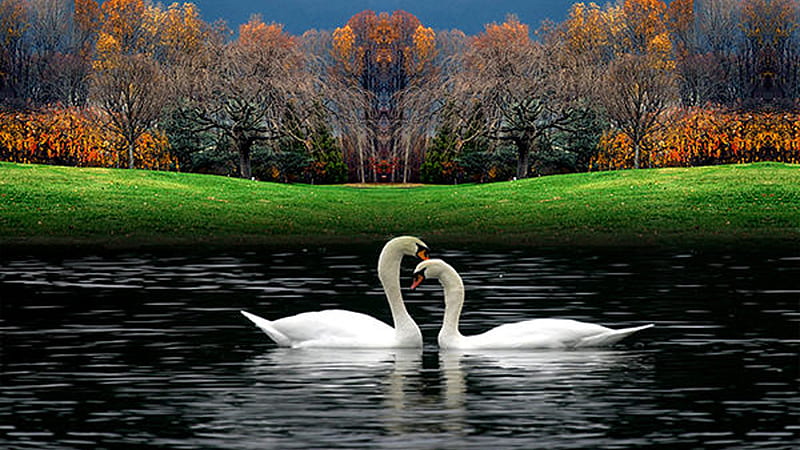 Beautiful Two White Swan Birds Are Floating On Water In Trees Background Beautiful, HD wallpaper