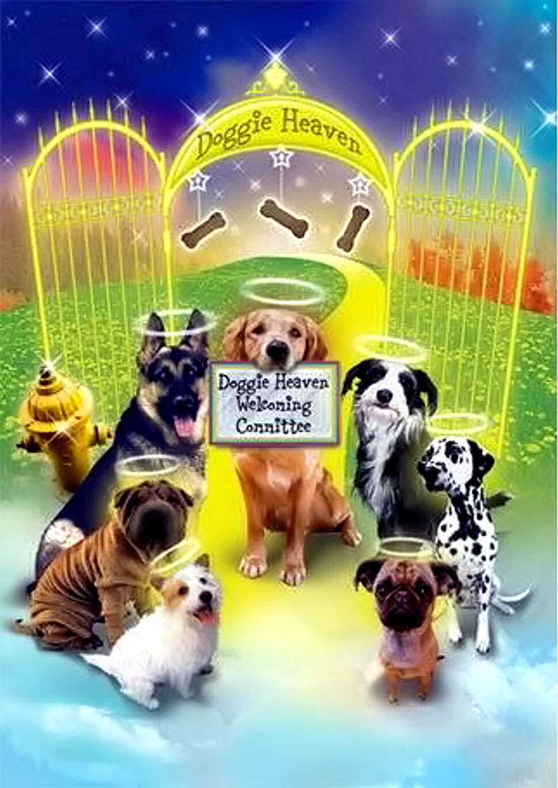 Doggie Heaven, animals, dog, dogs, pets, puppies, pups, HD phone wallpaper