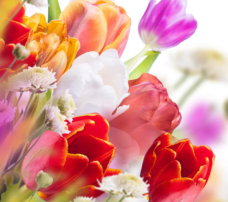 Tulips, flowers, garden, nature, HD wallpaper | Peakpx