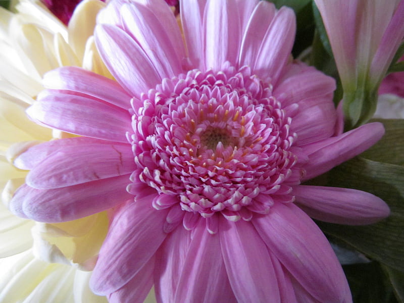 Gerbera in Pink, Daisys, Blooms, Flora, Gerberas, HD wallpaper | Peakpx
