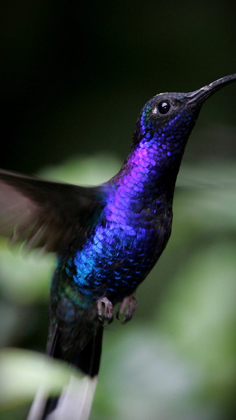 Purple Hummingbird, hummingbird, purple, HD phone wallpaper