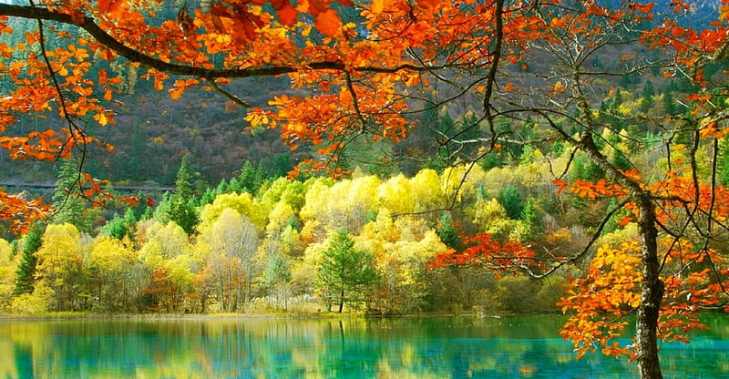 Forest Lake In Autumn, forest, fall, China, turquoise water, bonito, trees, lake, leaves, mountains, autumn colors, Jiuzhaigou National Park, HD wallpaper