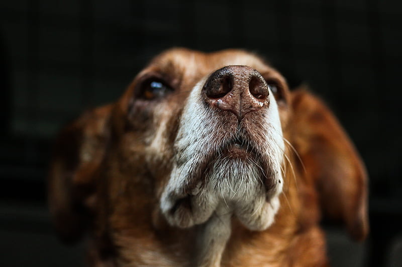 dog, muzzle, sight, HD wallpaper