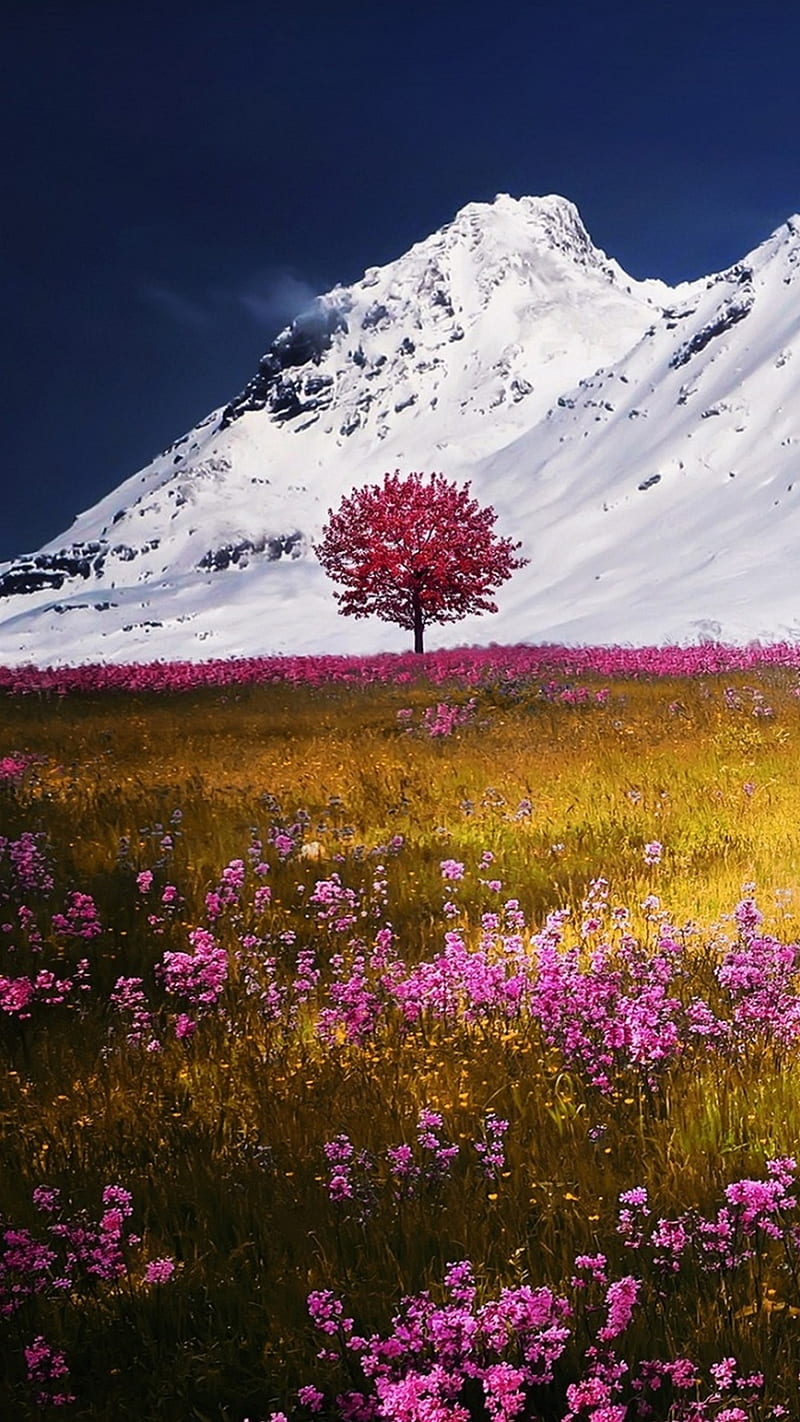 Flowery meadow, sunrise, mountains, natural, snow, blue sky, HD phone wallpaper