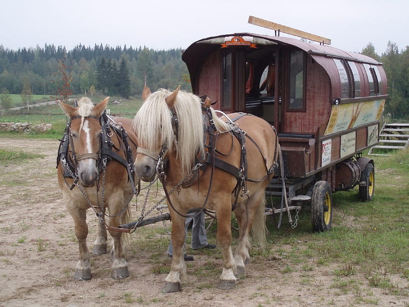 Shetland Ponys, wagon, shetland ponies, animals, horses, HD wallpaper