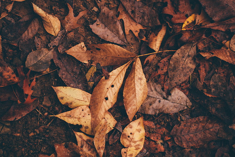 dried leaves on ground, HD wallpaper