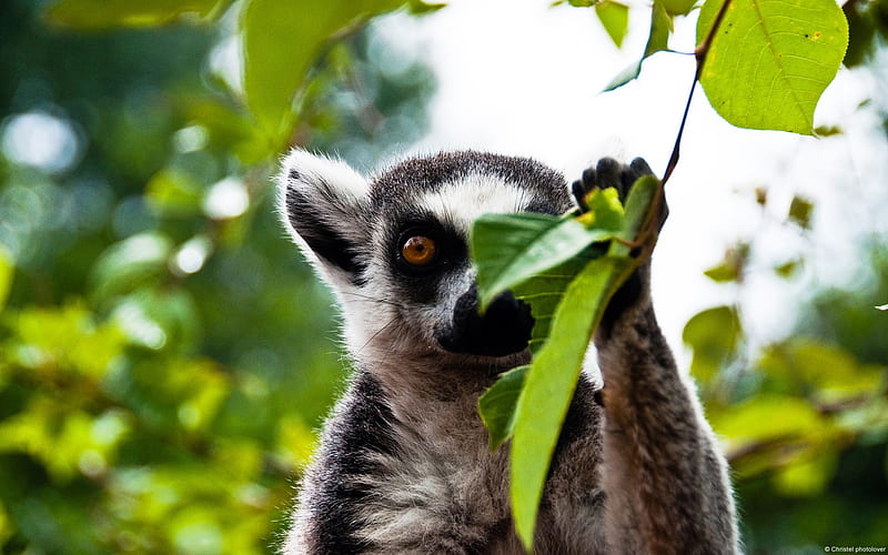Lemur-high quality, HD wallpaper