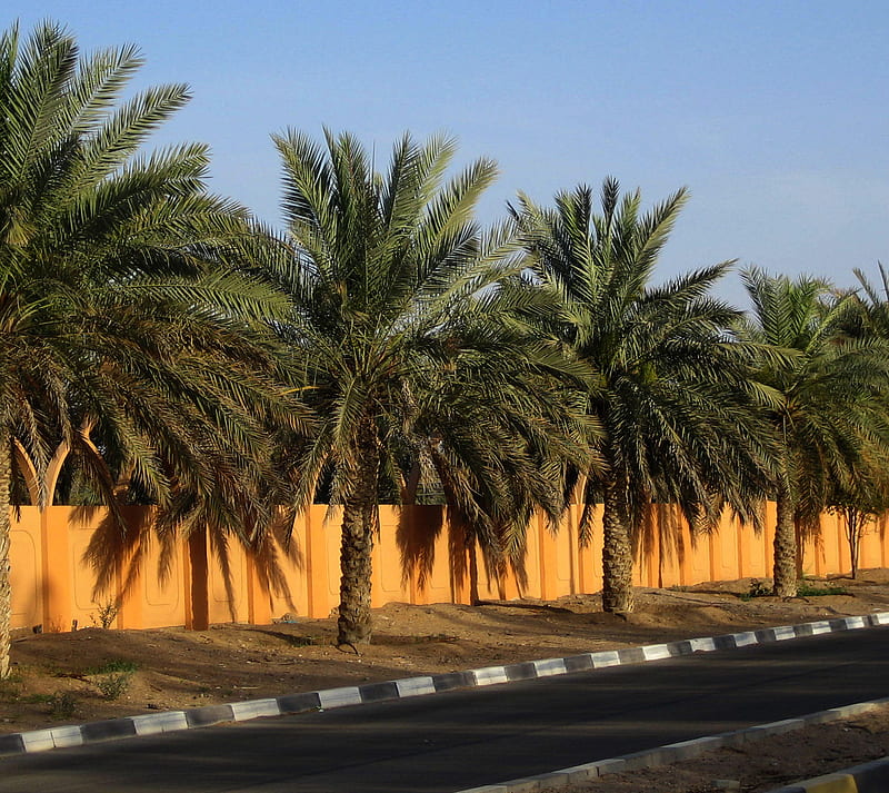 walls n date palms, arab, desert, middle east, nature, oasis, HD wallpaper