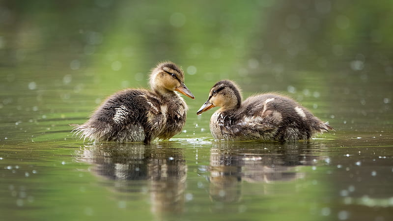 Baby Animal Ducks Are Floating On Water Duck, HD wallpaper