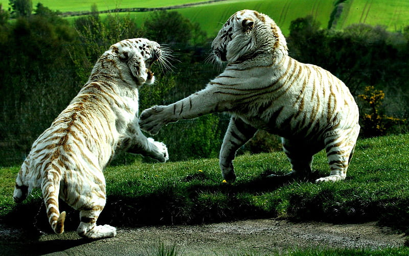 white tigers, predators, fight tigers, wildlife, tigers, HD wallpaper