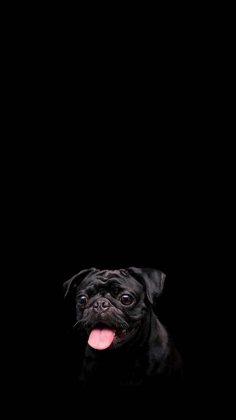 pug, dog, pet, protruding tongue, black, HD mobile wallpaper