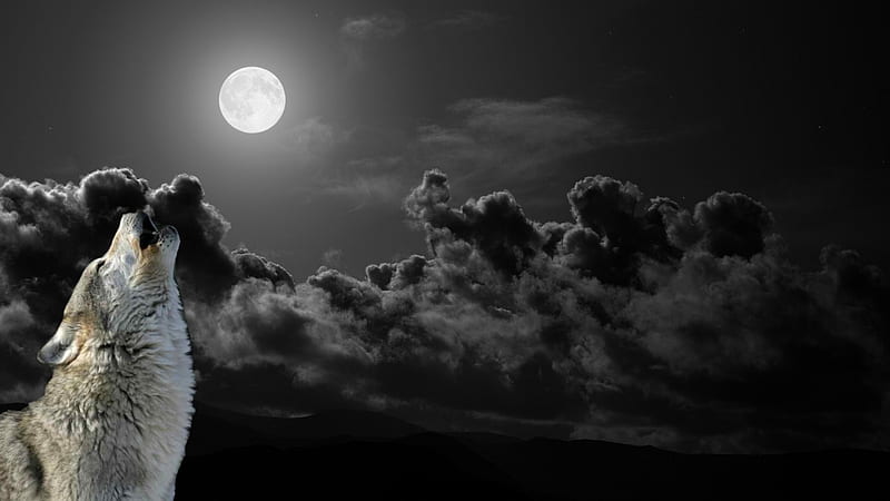 Night Howl, predator, moon, wolf, clouds, landscape, HD wallpaper
