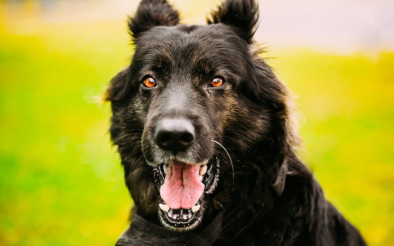 Black German Shepherd, close-up, dogs, pets, green grass, German Shepherd Dog, HD wallpaper