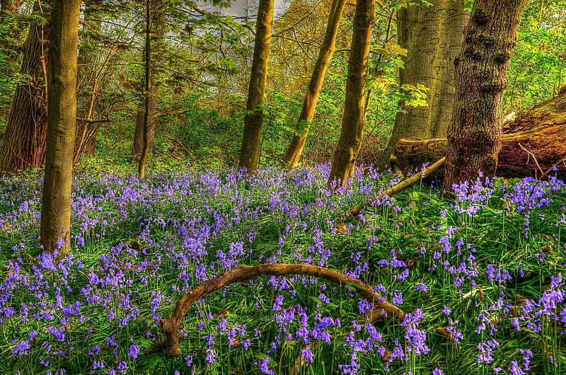 Alfombra de flores moradas en el bosque, árboles, bosques, primavera, flores,  Fondo de pantalla HD | Peakpx