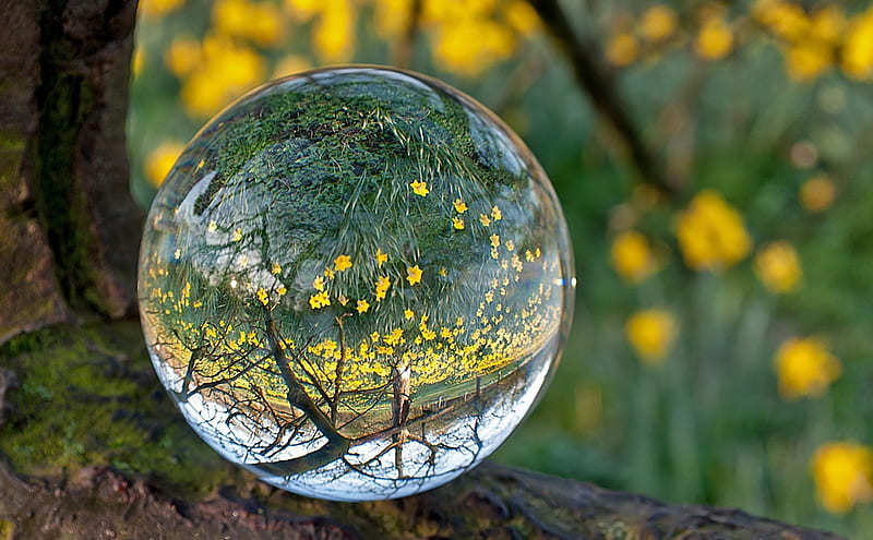 Yellow Daffodil Through a Clear Ball, ball, clear, flowers, yellow, nature, crystal, trees, HD wallpaper
