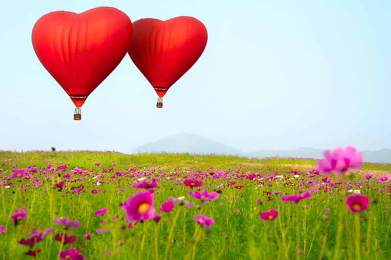 :-), red, hot air balloon, green, heart, flower, valentine, pink, field, cosmos, HD wallpaper