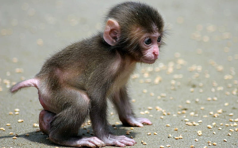baby monkey, primate, monkey, ape, baby, HD wallpaper