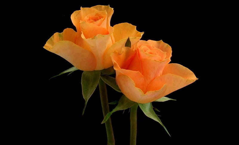 Orange Roses, Orange, bonito, Roses, Flowers, Nature, HD wallpaper | Peakpx