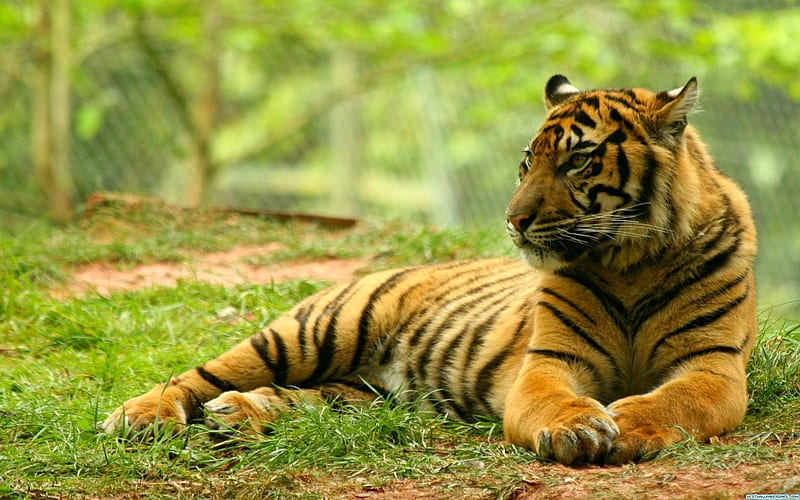 POWERFUL HUNTER, wildlife, siberian, stripes, tiger, HD wallpaper
