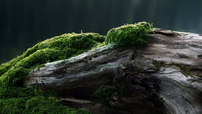 Forest Moss, forest, tree, green, woods, moss, nature, trunk, branch, HD wallpaper