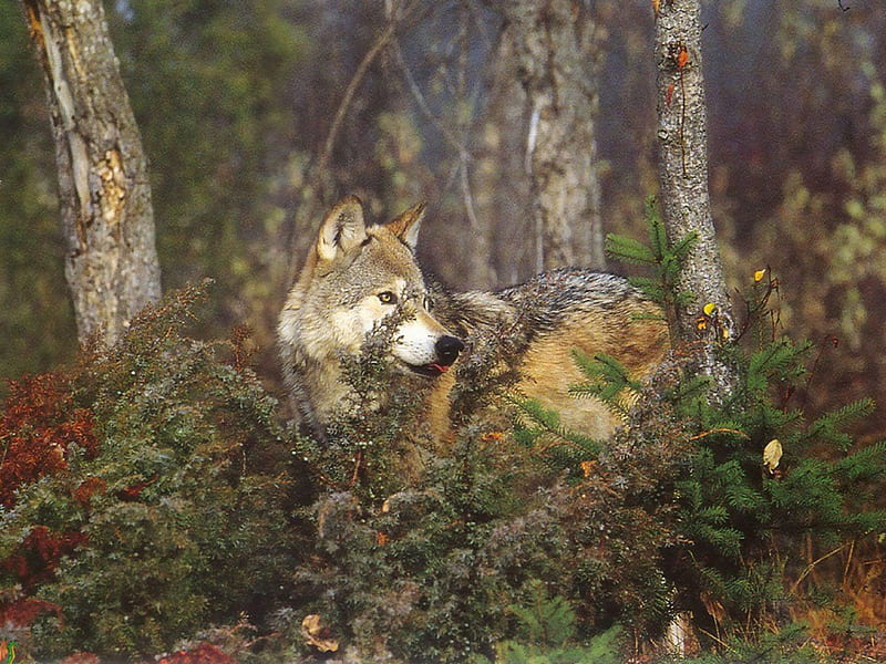 wolf in the woods, eyes on you, timber wolf, big grey, HD wallpaper