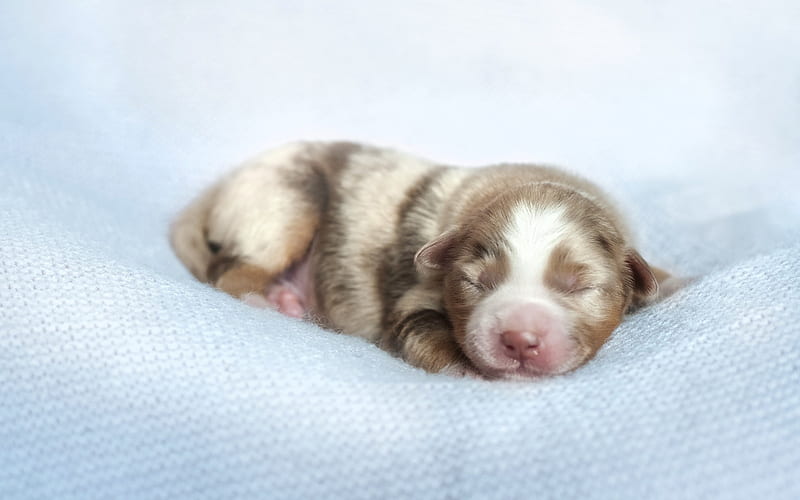 newborn puppy, aussie, small Australian shepherd, sleeping puppy, dogs, pets, cute animals, HD wallpaper