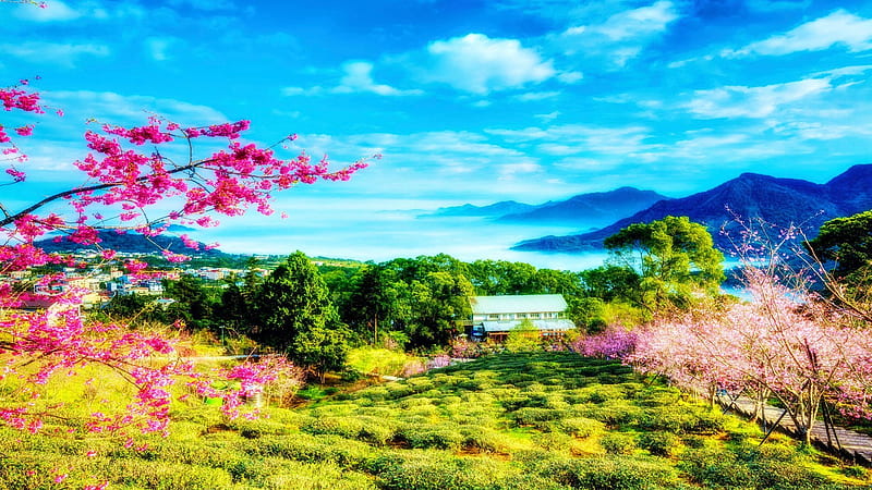 Cherry Trees in Spring, Taiwan, house, sky, landscape, mountains, blossoms, clouds, HD wallpaper