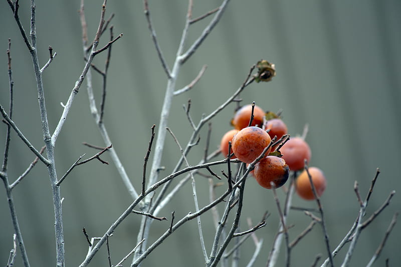 Persimmon, tree branch, winter, HD wallpaper