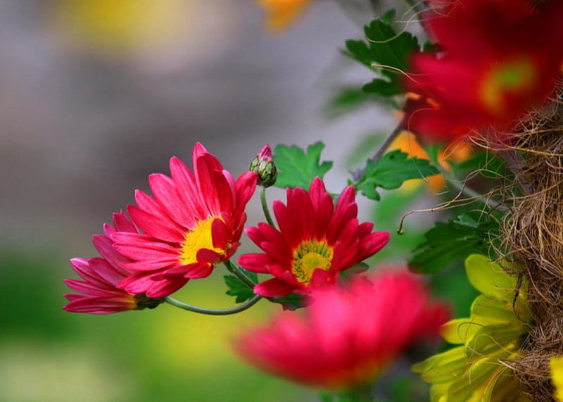 Blooms in the fresh morning, new, color, HD wallpaper