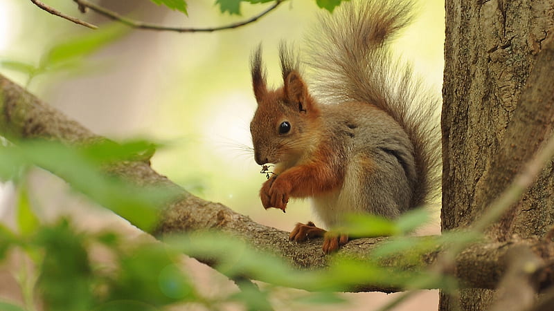 Gray And Brown Squirrel Squirrel, HD wallpaper