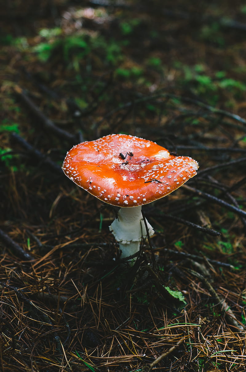 Mushroom, Milli, Pnw, Samsung, Sony, love, andorra, anime, art, bonito, black, canon, flower, fog, forest, forrest, fortnite, funny, green, hiking, iOS, iPhone, landscape, love, minions, moody, nature, graphy, queen, sad, still, wanderlust, waterfall, weird, woods, wow, HD phone wallpaper