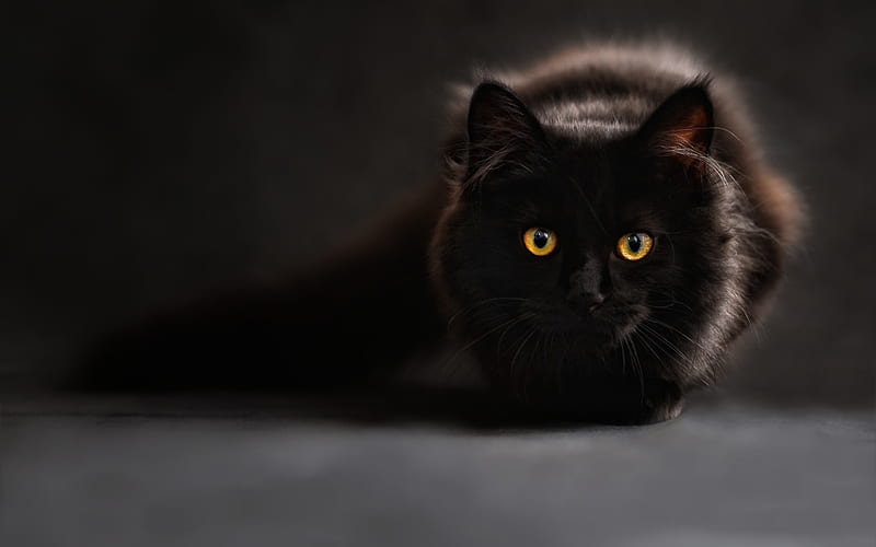 Persian cat, black cat, cute animals, cats, Black Persian Cats, HD wallpaper