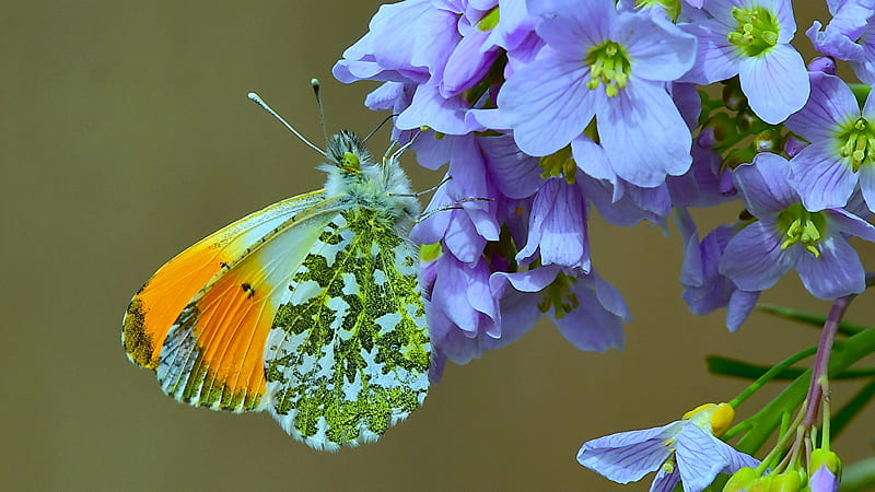 Anthocharis Cardamines Butterfly On Blue Flowers In Blur Background Butterfly, HD wallpaper