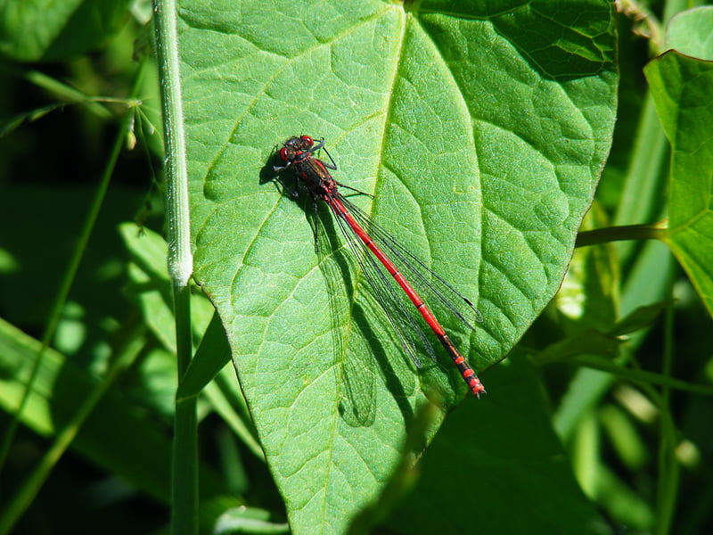 Large red damselfly, red, green, insect, damselfly, leaf, HD wallpaper