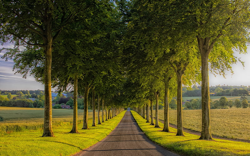 Tree Alley, avenue, road, trees, alley, HD wallpaper