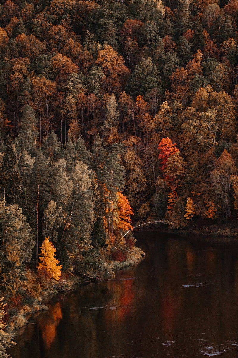 lake, forest, trees, landscape, autumn, HD phone wallpaper