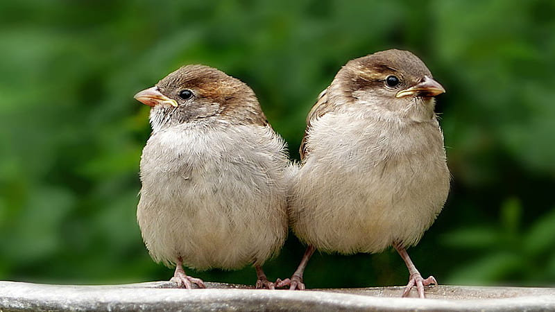 Two Little Sparrows, Firefox theme, green, birds, sparrows, nature, HD wallpaper
