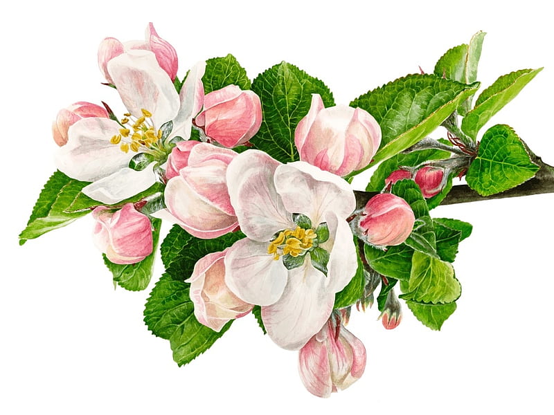 Apple blossom, apple, art, blossom, green, flower, spring, white, pink, HD wallpaper