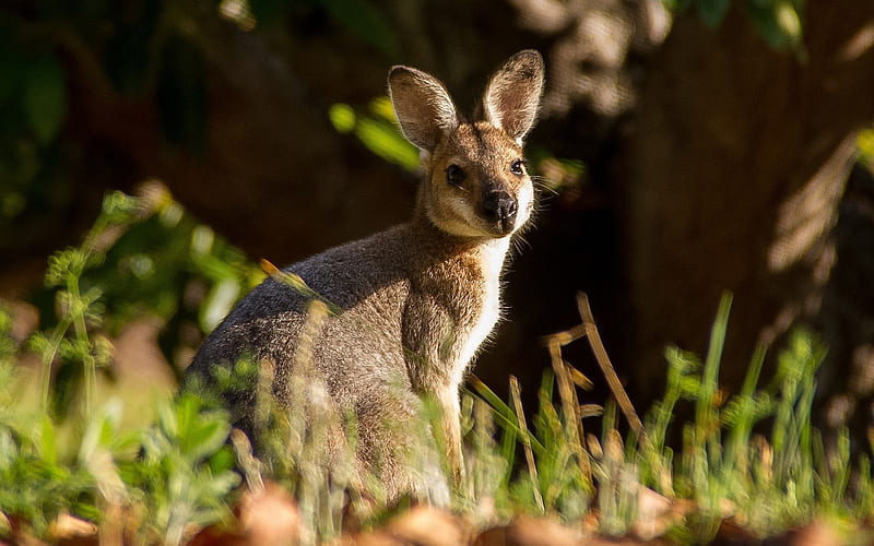Wallaby, Australia, kangaroo, animal, HD wallpaper