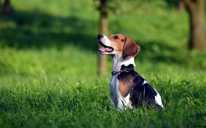 Beagle, lawn, puppy, green grass, bokeh, pets, dogs, cute animals, beagle in grass, Beagle Dog, HD wallpaper