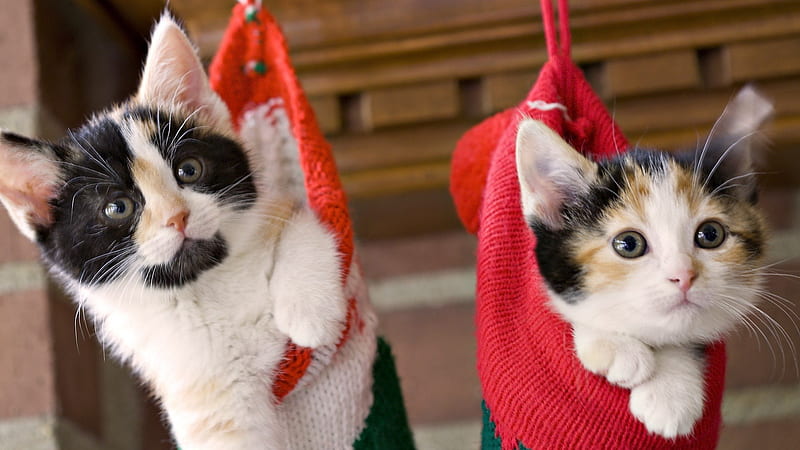 Kittens in a Stocking, stockings, christmas, kittens, hanging, kitten, cats, HD wallpaper