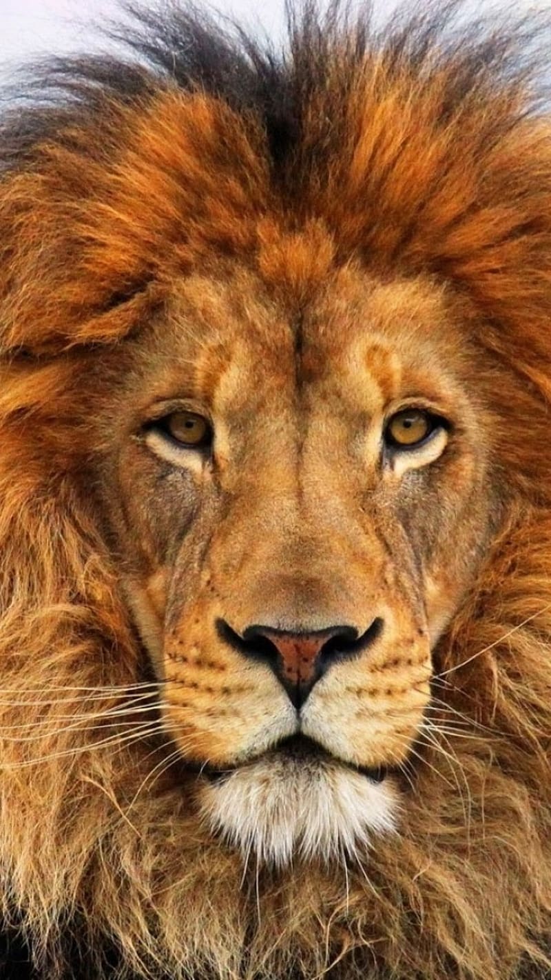 Lion Tiger, Closeup, animal, wild, king, HD phone wallpaper