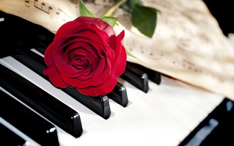 Music and passion , red, keys, rose, notes, close-up, flower, piano, HD wallpaper
