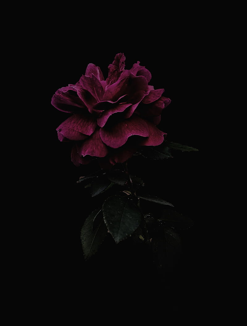 rose, flower, pink, dark, HD phone wallpaper